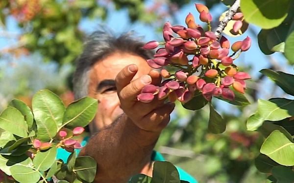A Taste of the Aegean: Discovering Turkish Pistachios, Nuts & More