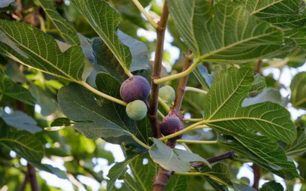 The Journey of a Fig: From Turkish Orchards to Your Table in Chicago